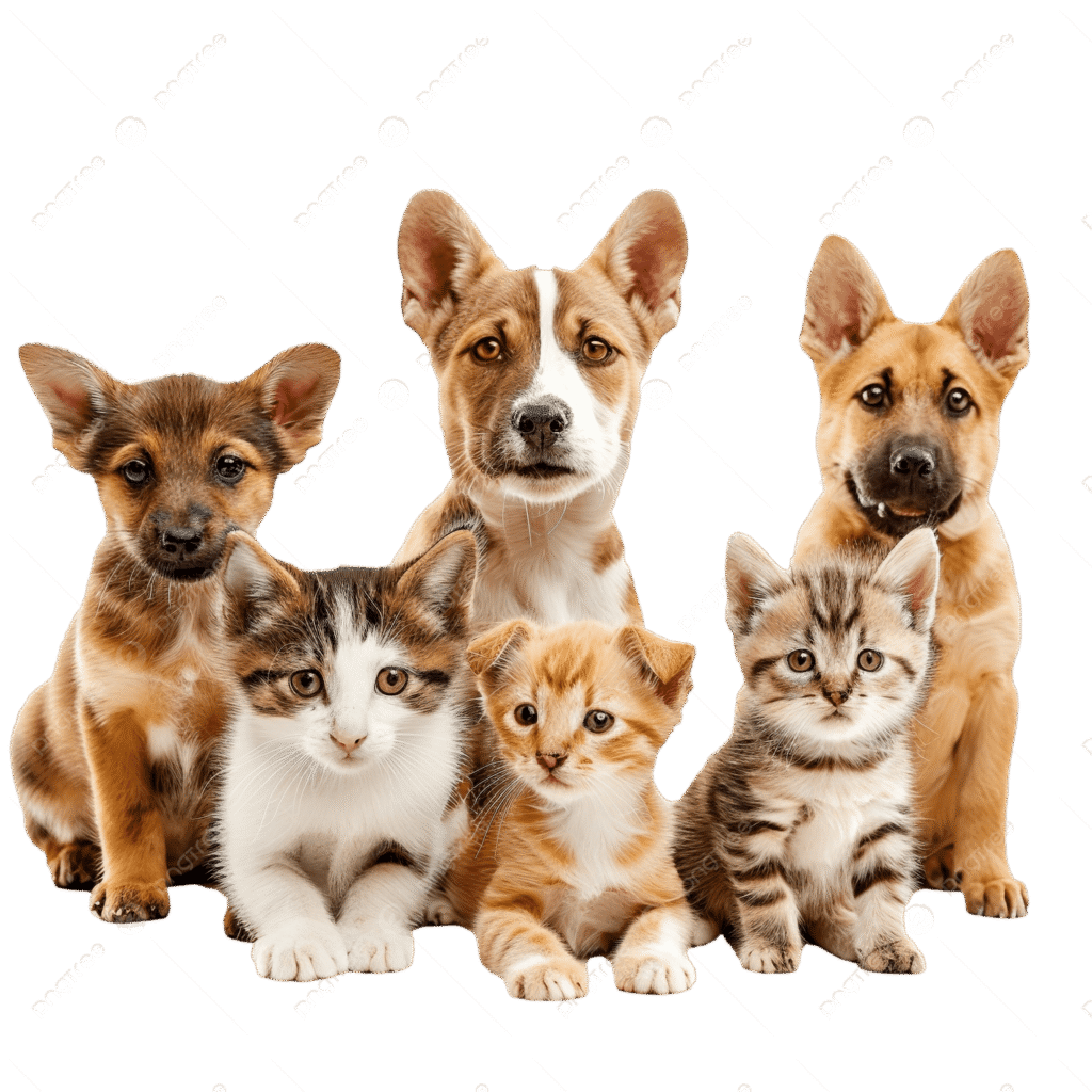 Cinco animales se sientan en dos filas sobre un fondo blanco: tres cachorros de pelaje canela y negro detrás, y tres gatitos -uno gris atigrado, otro naranja atigrado y otro blanco y gris- delante. Todos miran hacia delante como un equipo de Costo CRM WhatsApp.